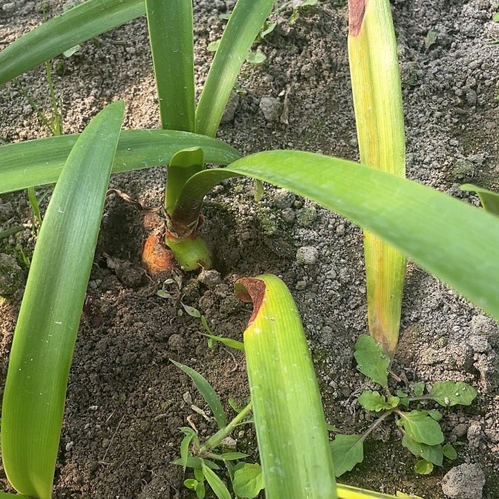 植物春**泄朱顶红