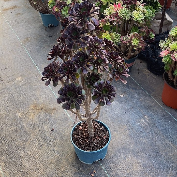 三****黑法00000000886号