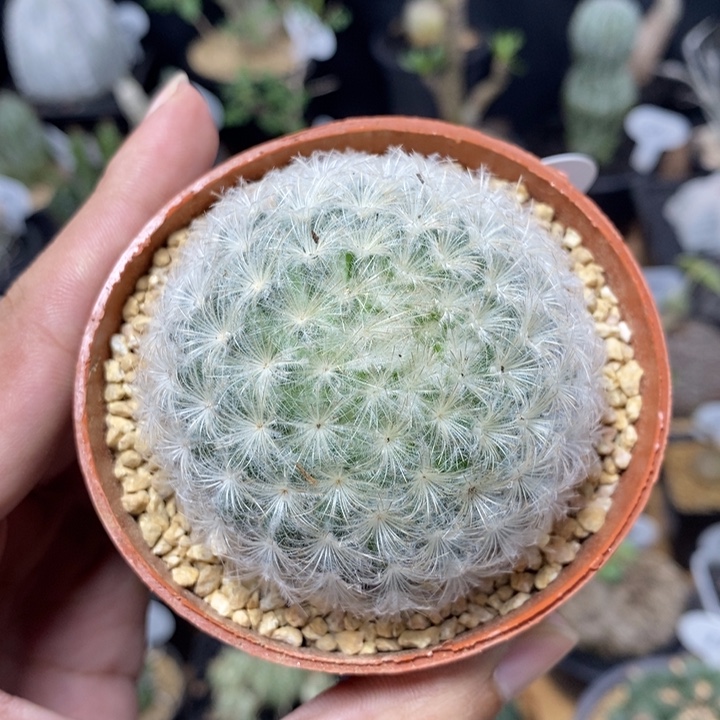 单头白星1056号5.5cm