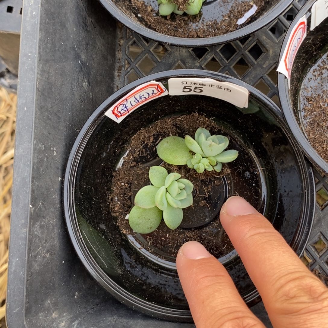 标55青柠尾货2颗多肉