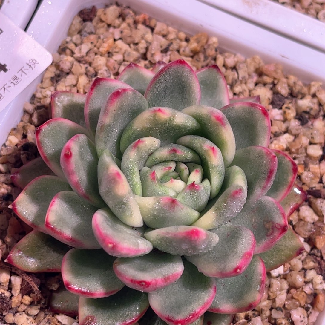 多肉特价安格娜斯锦