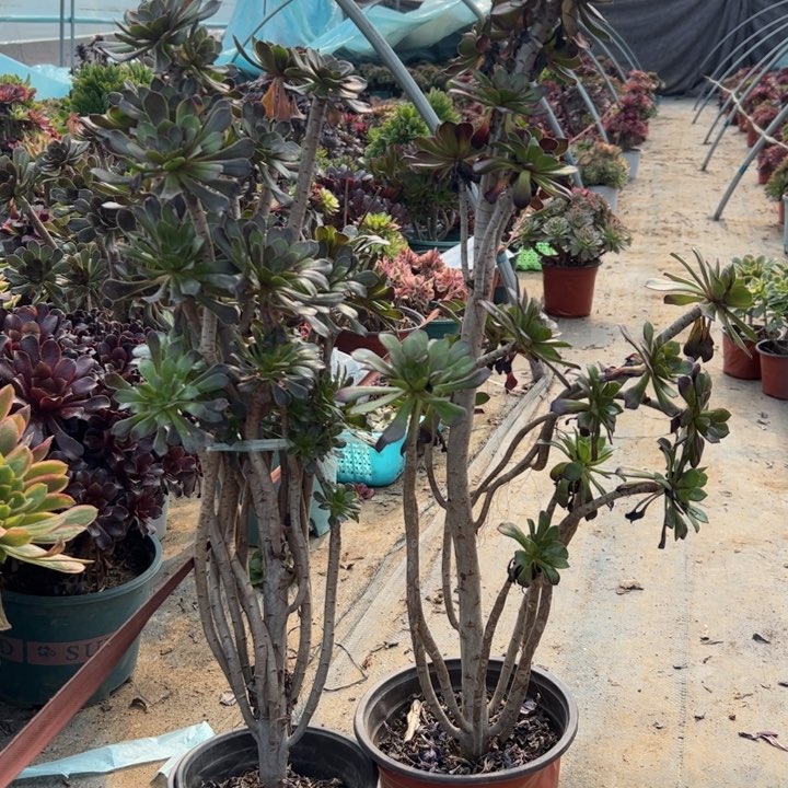 36二颗多肉多肉多肉多肉