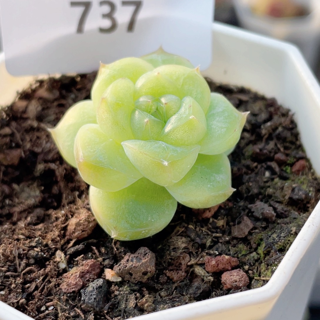 737号糖心冰心珍妮