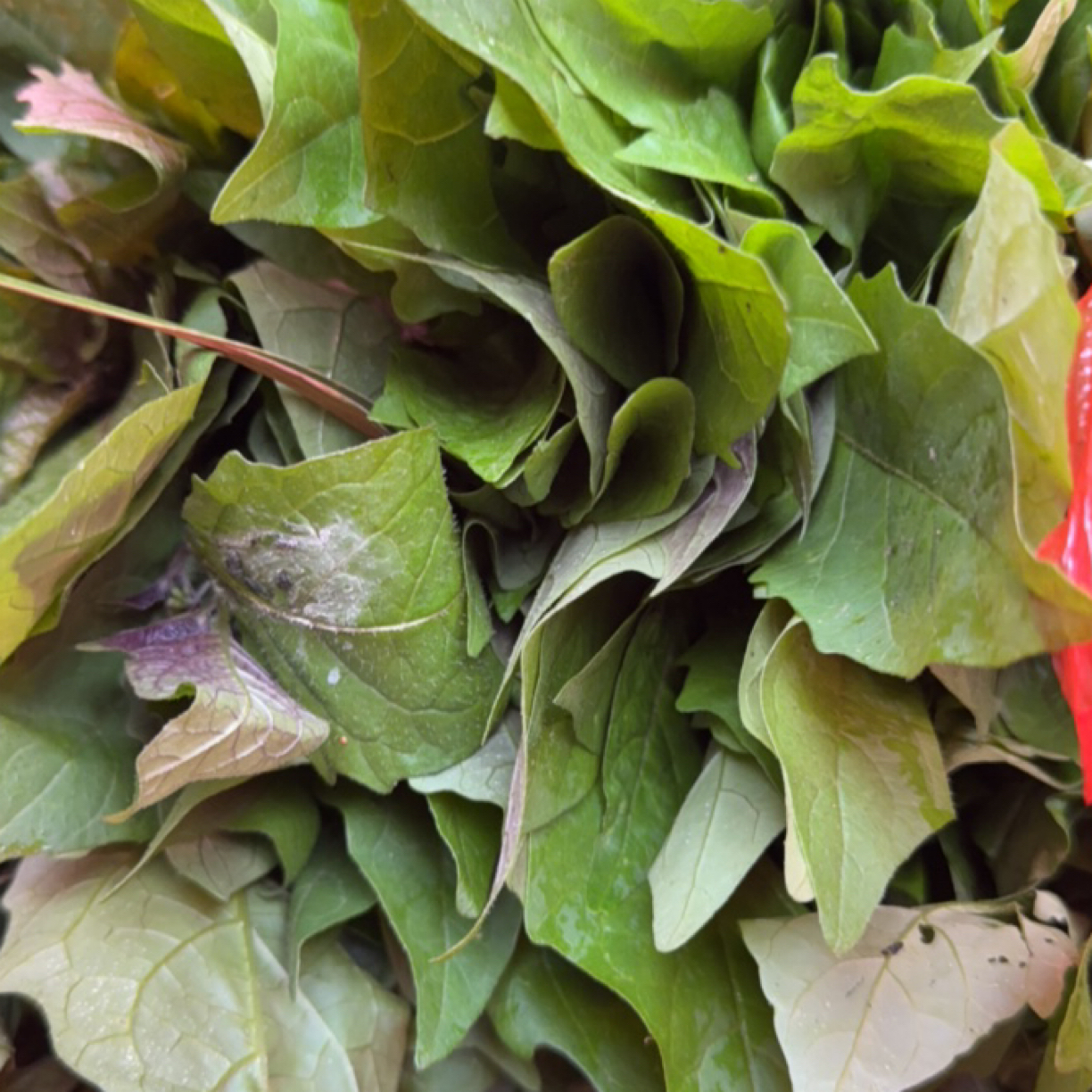 （顺丰包邮）新鲜野菜时令蔬菜