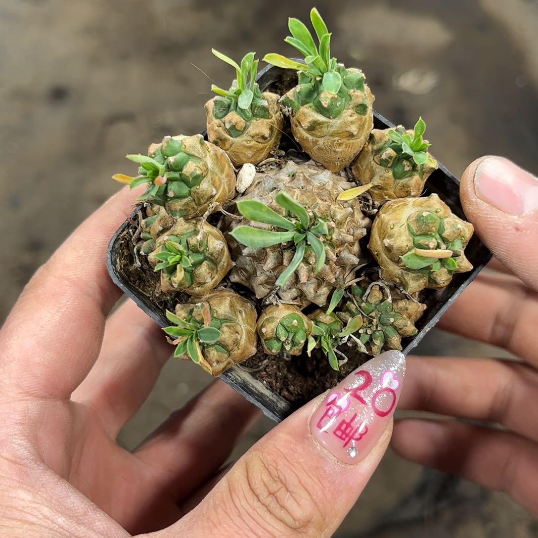 峨眉山群生有根发货