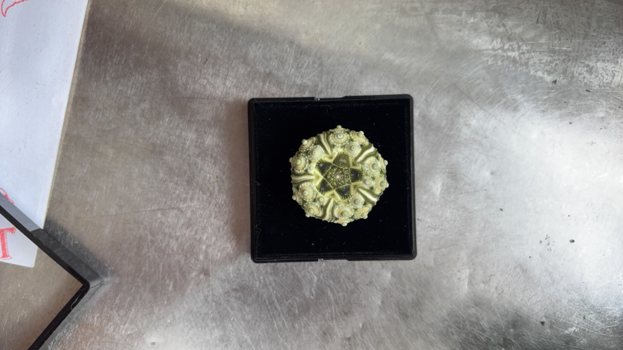 天然海胆绿头帕地中海风格装饰摆件