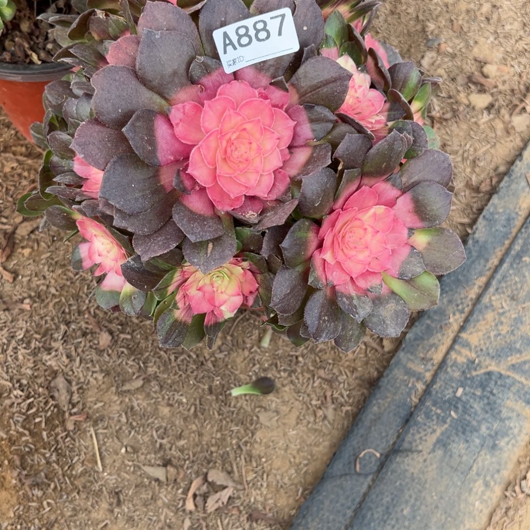887红太阳多肉植物