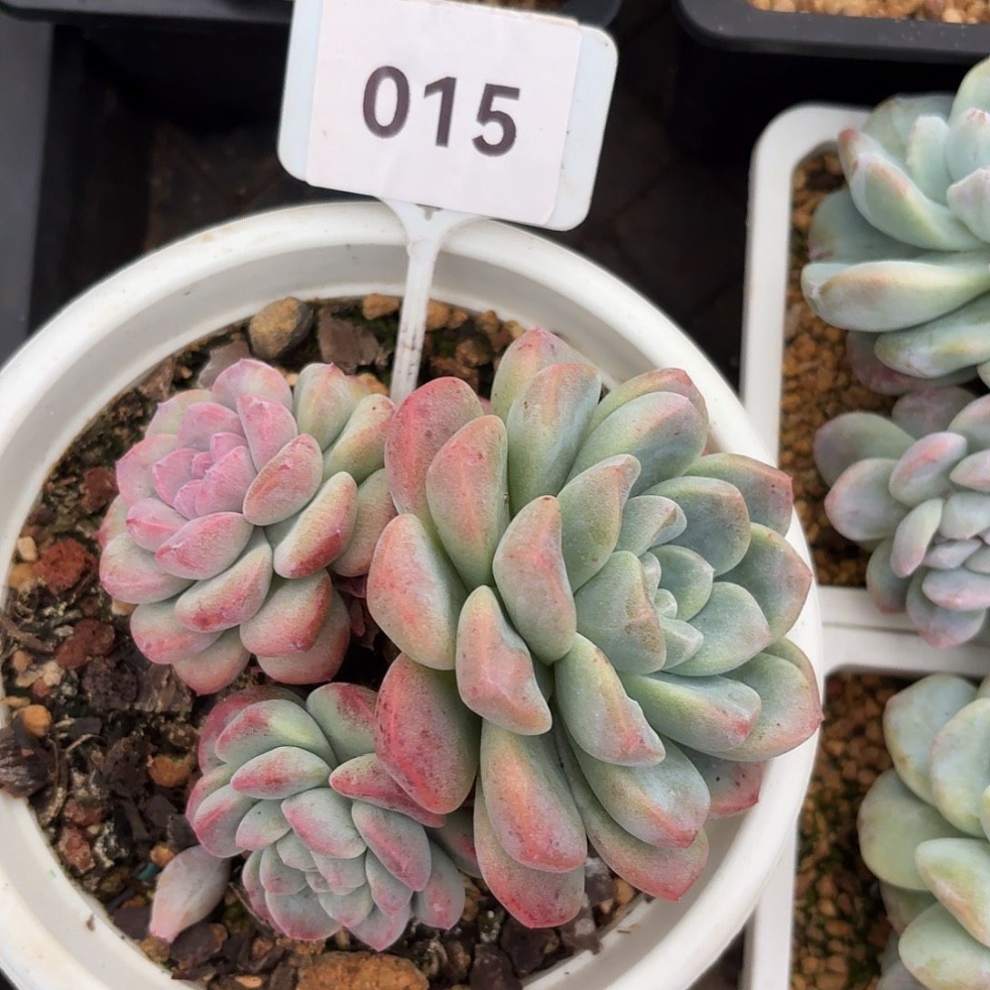 冰玉锦12345678990999011