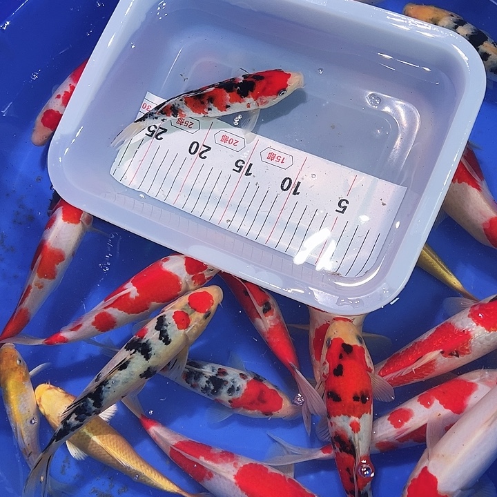 海水鱼锦鲤的尾巴和翅膀