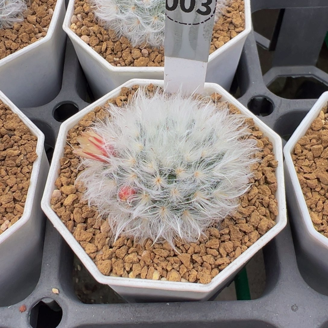 003实生根白云高砂多肉植物带盆土