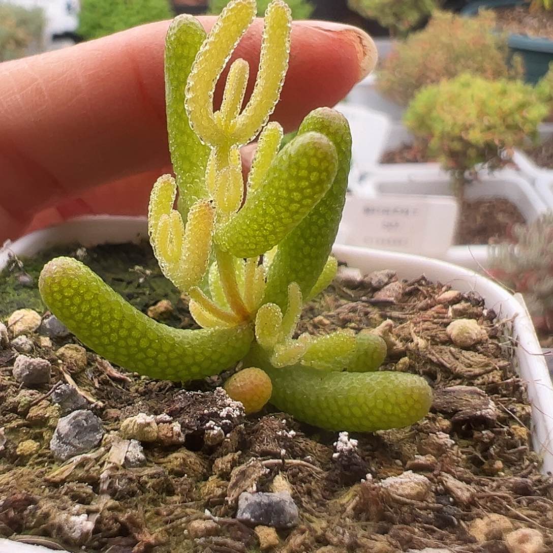 747号冰米12.21多肉