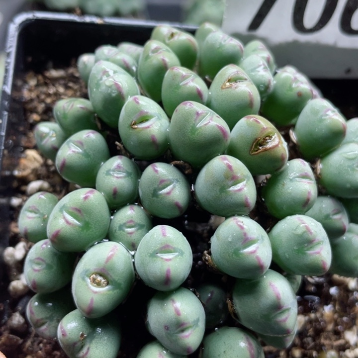 706口迪群带盆零下拍保温