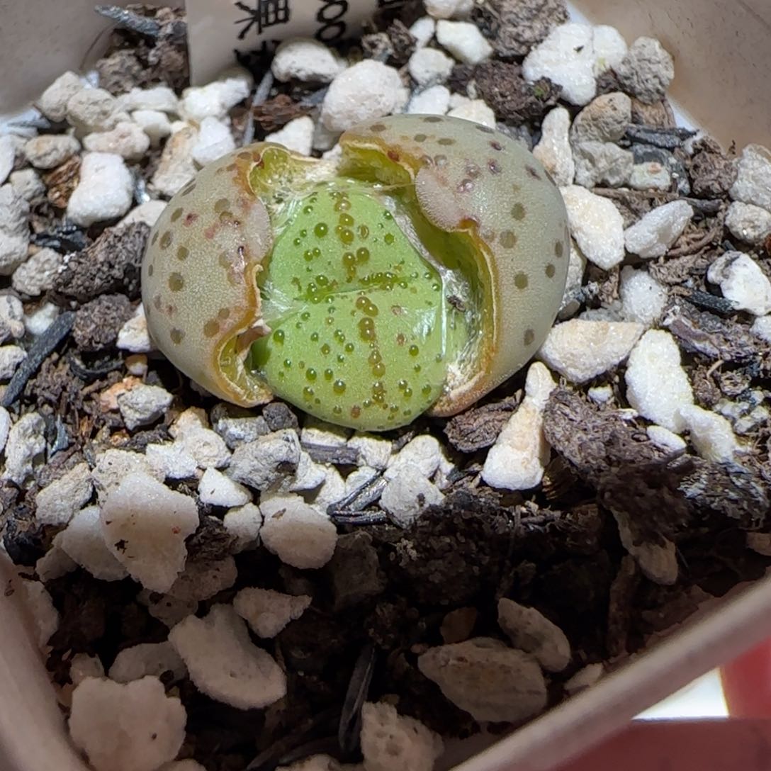 肉锥多肉植物百科-火龙果安贞1114