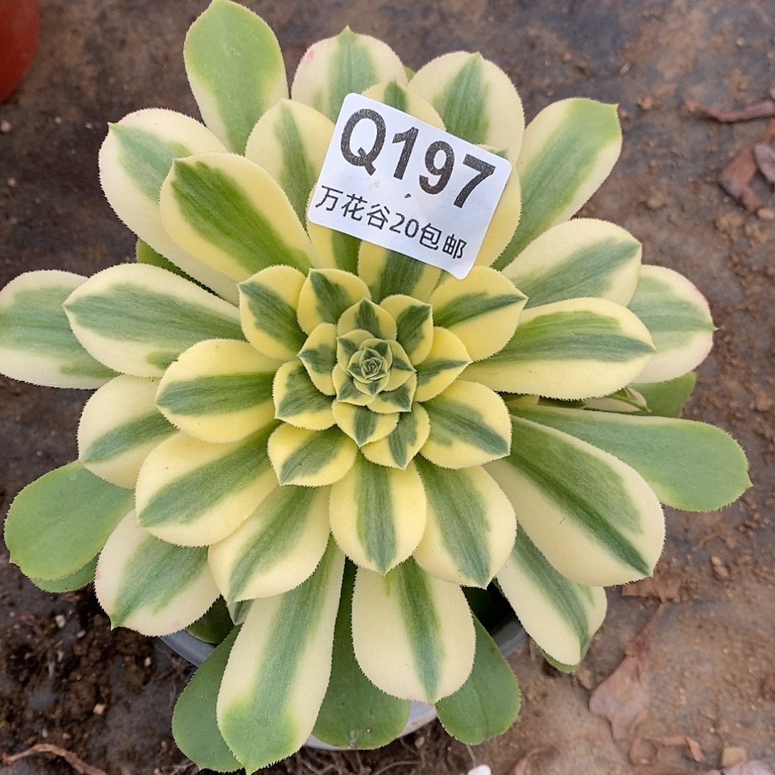 197辛尼亚多肉植物