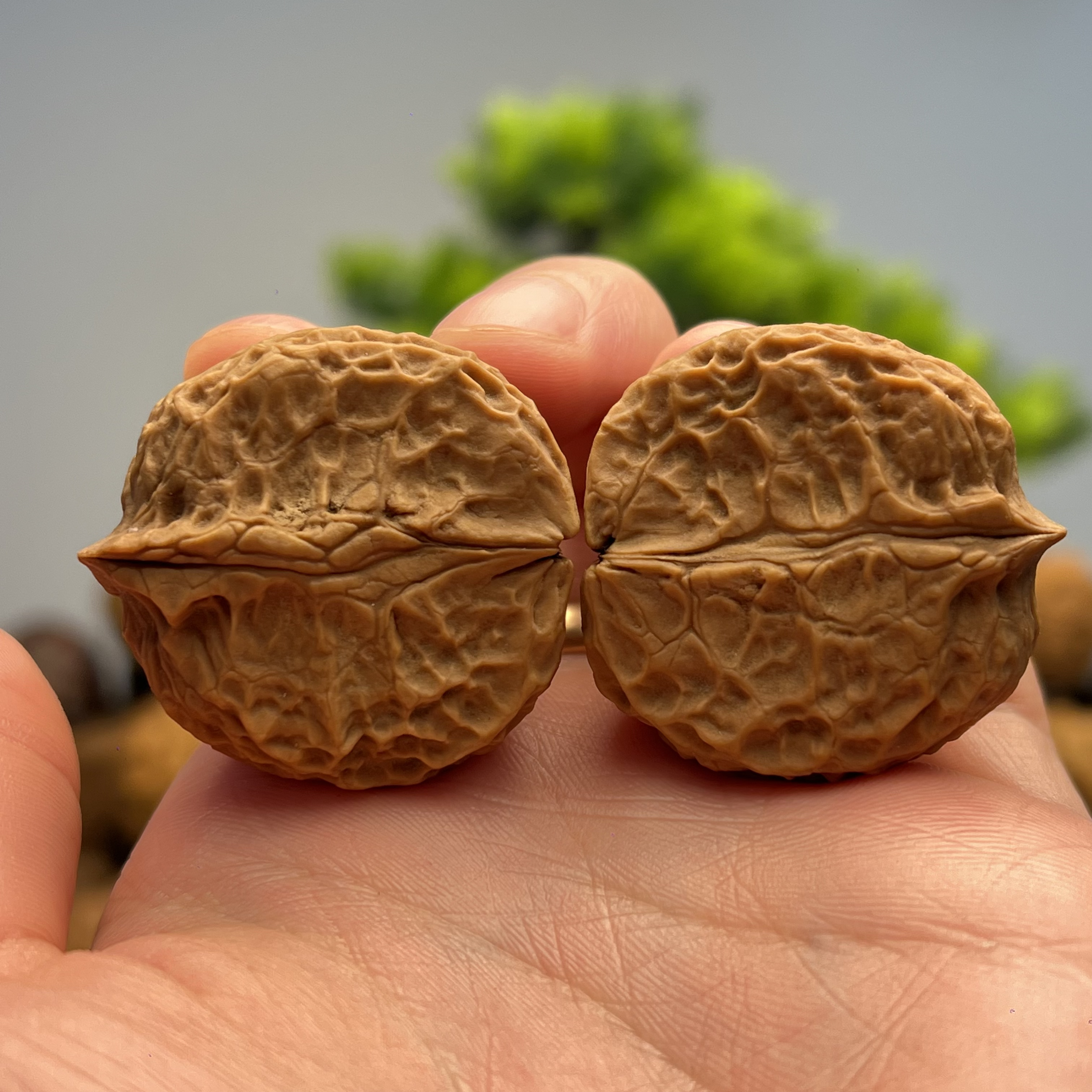 35mm半壁江山-云南铁核桃一物一图产地直发