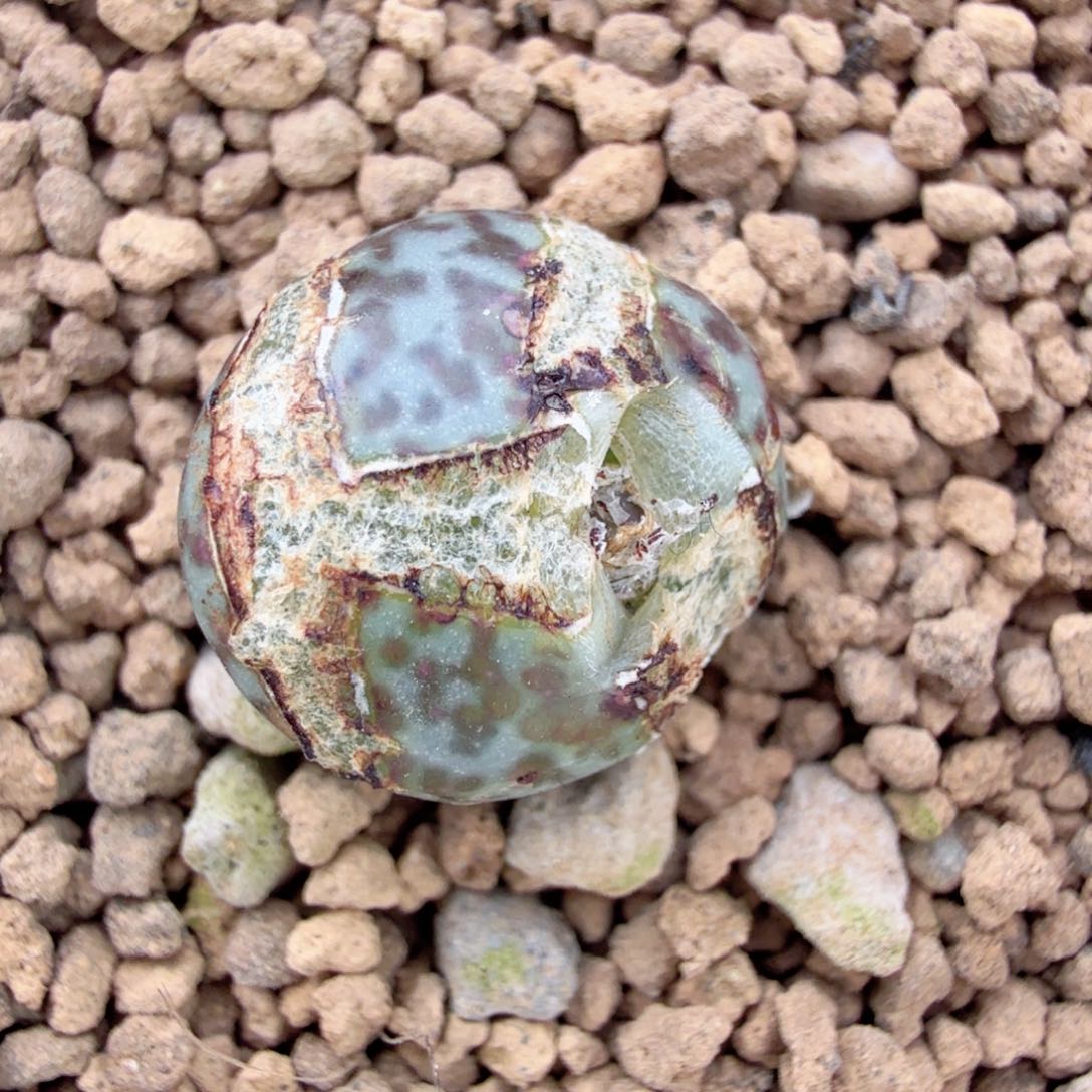 韩国大妈TS603 后代 12-30-L8