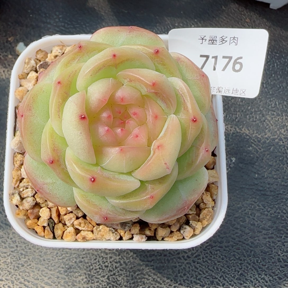 孤品珍妮，7176多肉植物