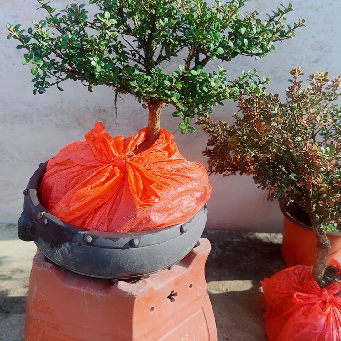 完全开放珍珠黄杨