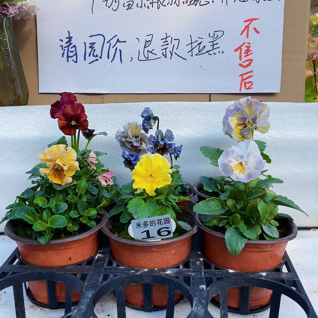 大部分花苞少量开放16