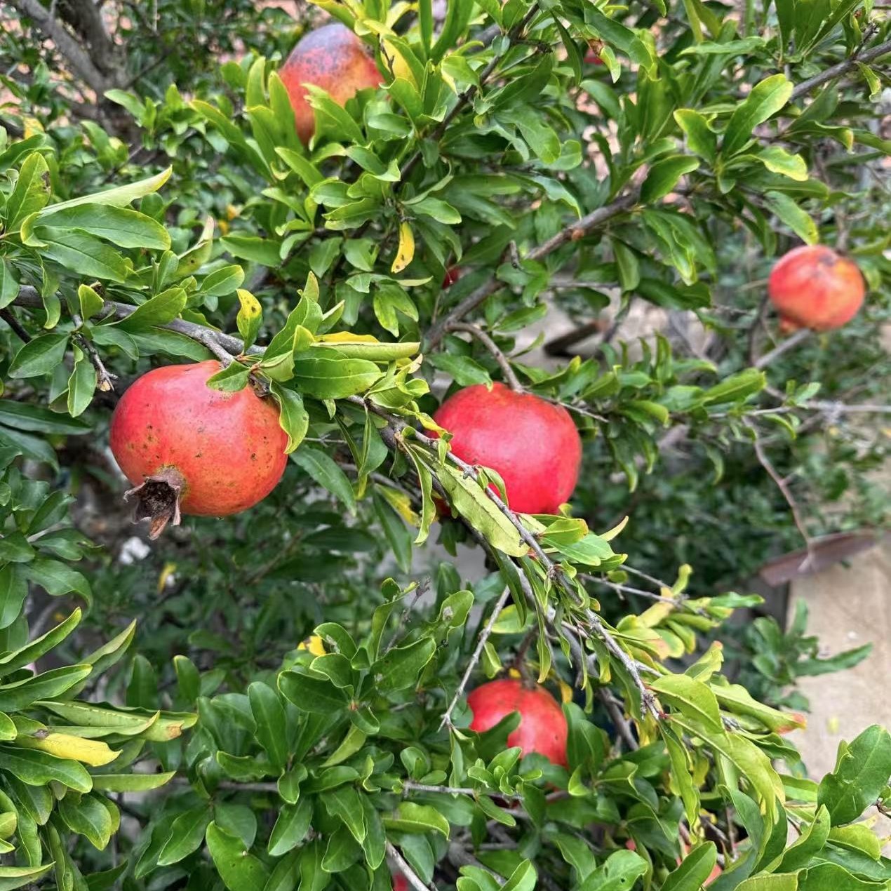 大规格纯甜无酸软籽石榴树
