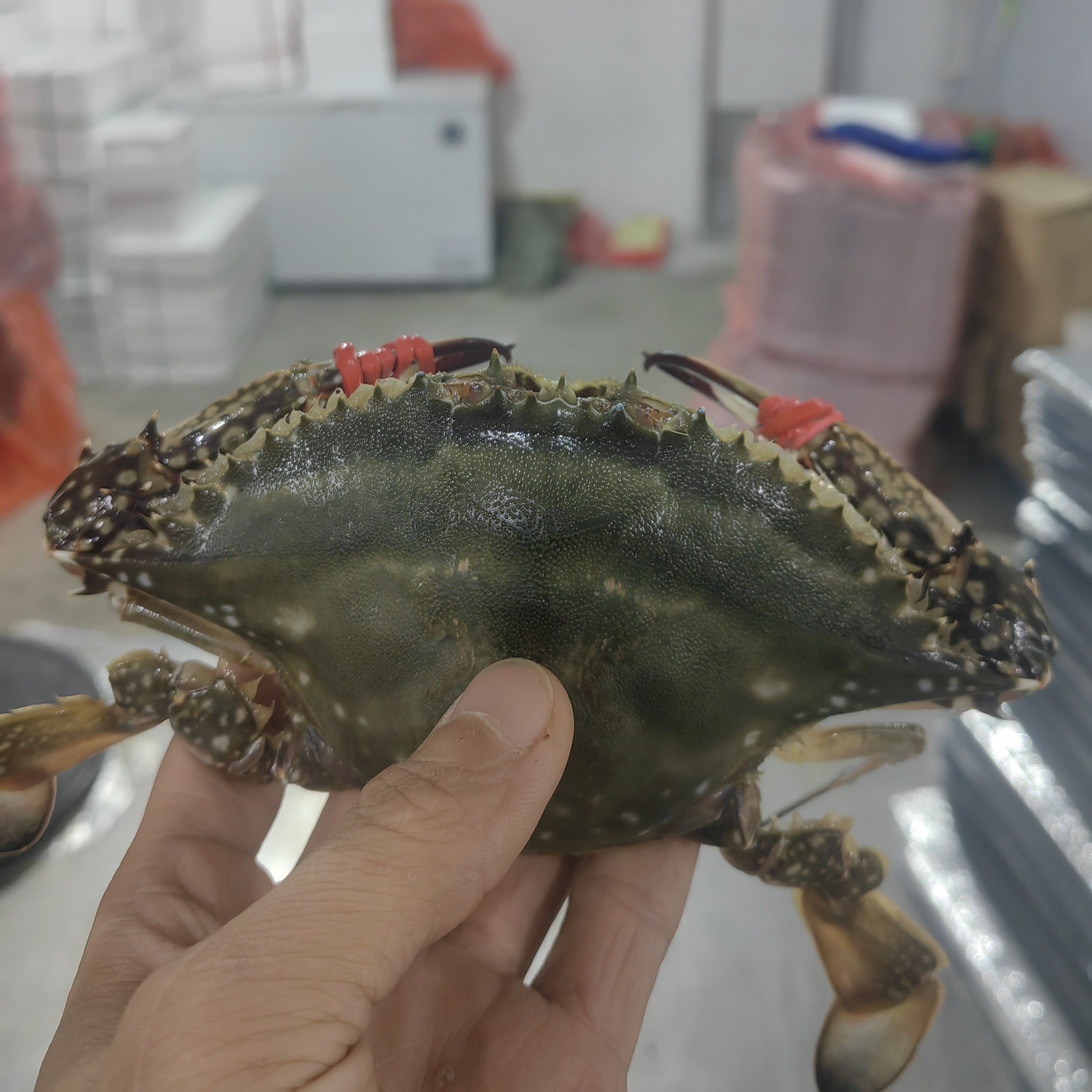 东港公梭子蟹3斤单只2-3两左右【保鲜不保活】不保全腿大小不均匀