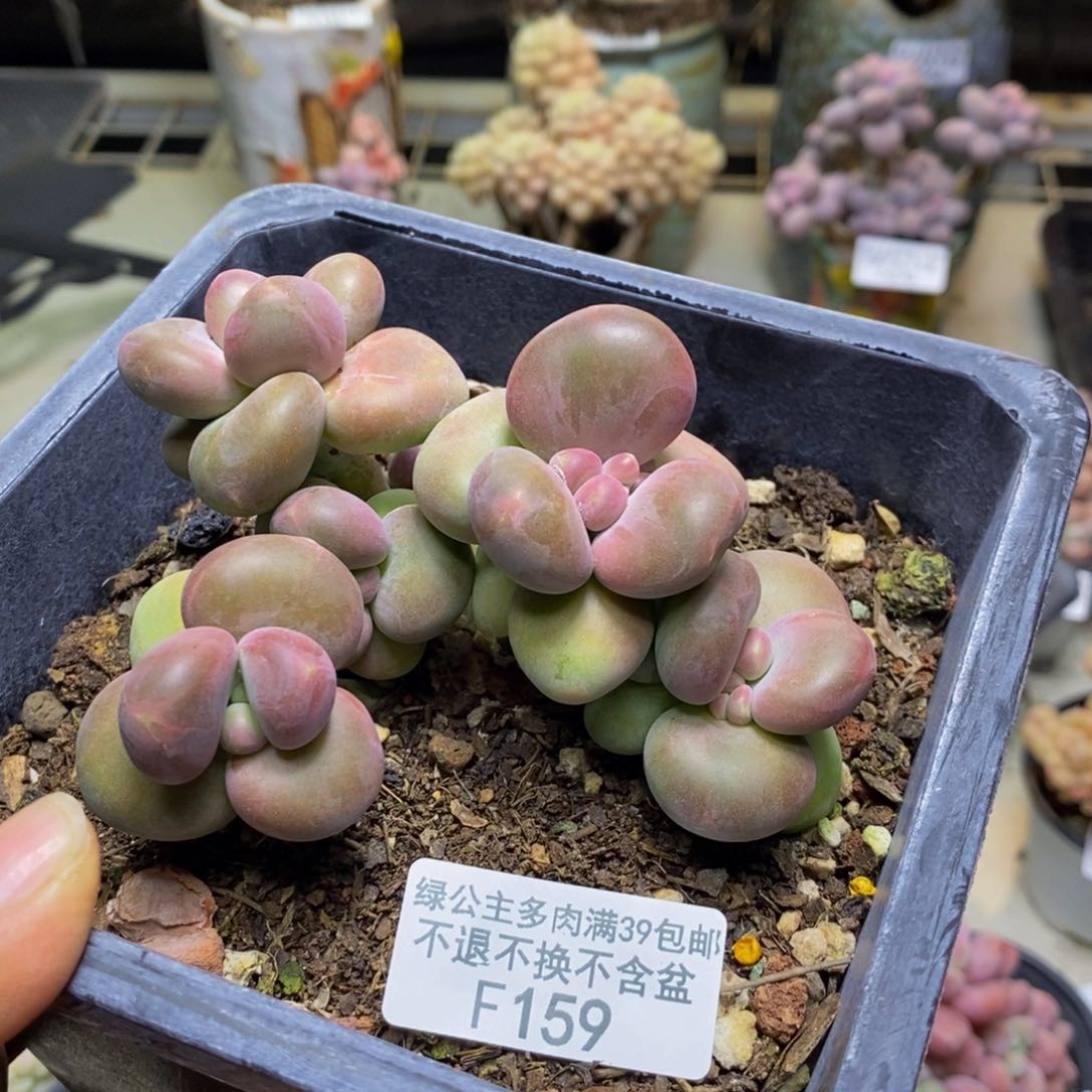 159芒果奶二代多肉有断枝