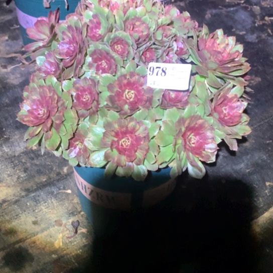 缘*多肉植物红丝绒978