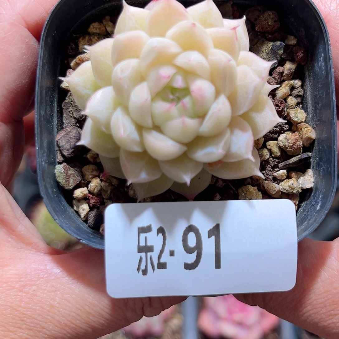 乐2-91 麦秆单头