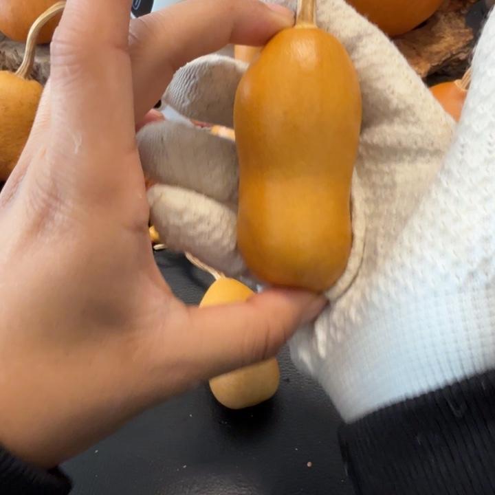 ****咝66……………………………………