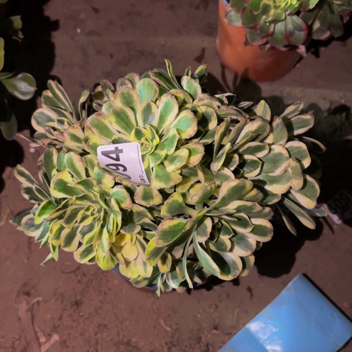 094白兰地多肉植物不售后