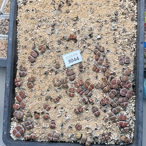 范*花3044菊红窗菊花纹脱土发货