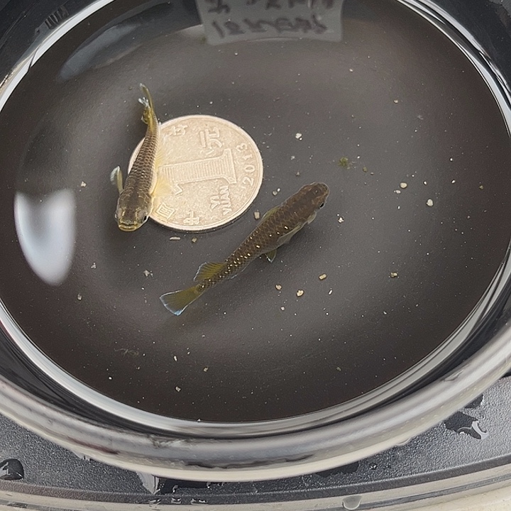 青鳉鱼奶酪2条73号