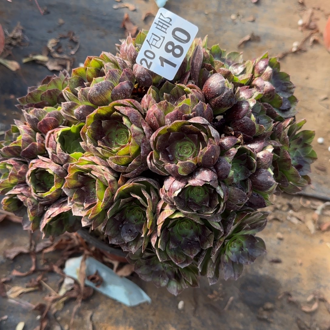 黑魔180满20包邮断枝不包