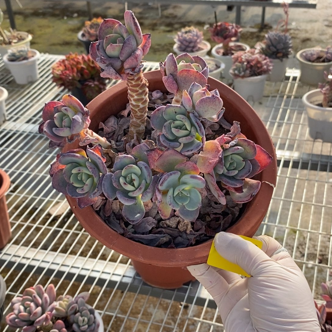 340白月光一物一拍