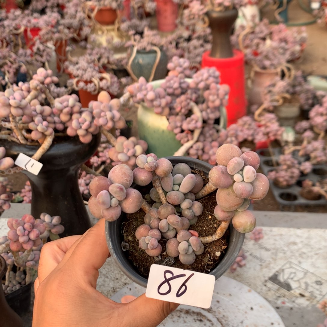 小***鹅桃蛋老庄86号不带盆