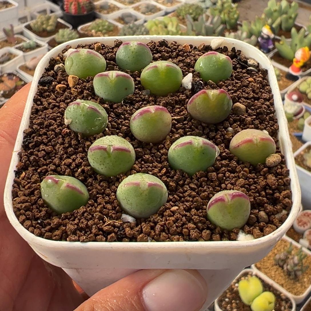 0115多肉植物种类多样