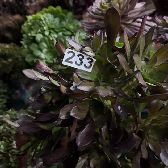 用****2多肉植物一个