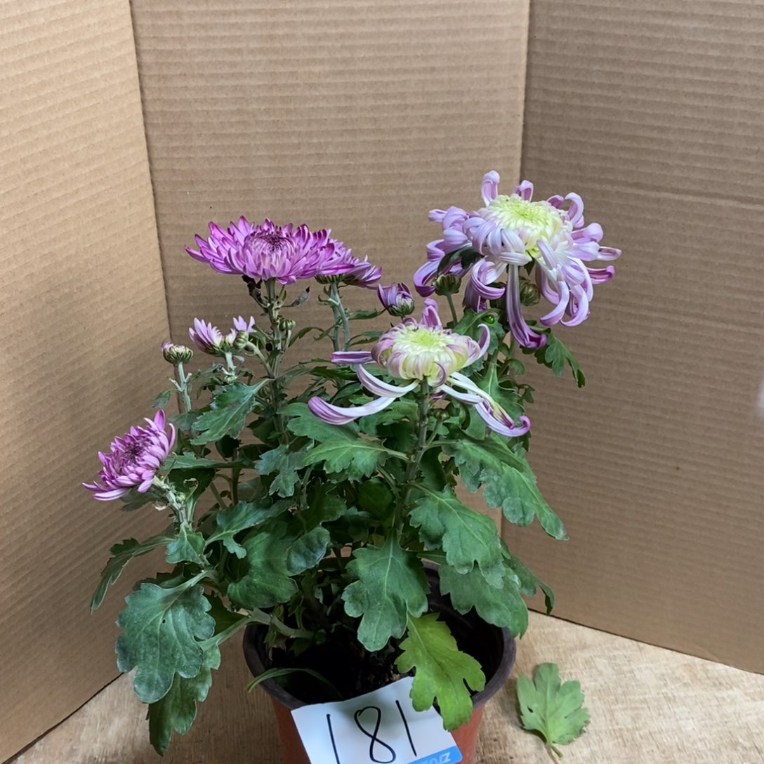 完全开放00000181