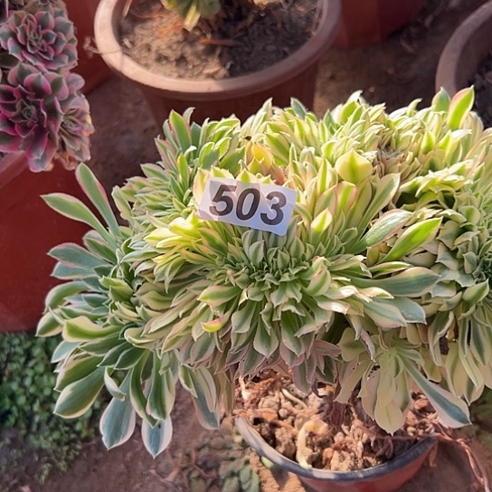 乐***忧多肉植物一个法师503