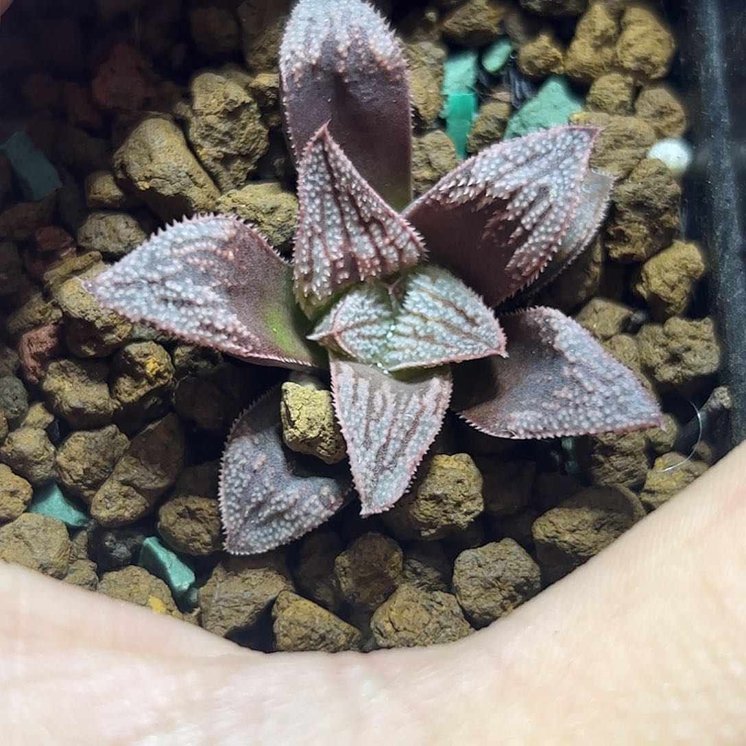 实生寿十二卷多肉植物满