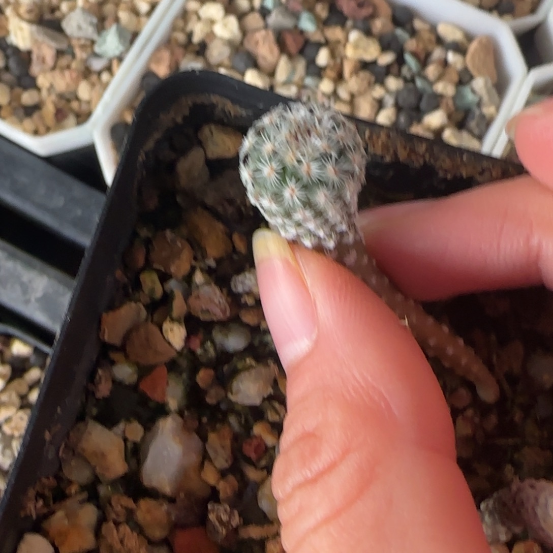 04实生赤花美针多肉1.1