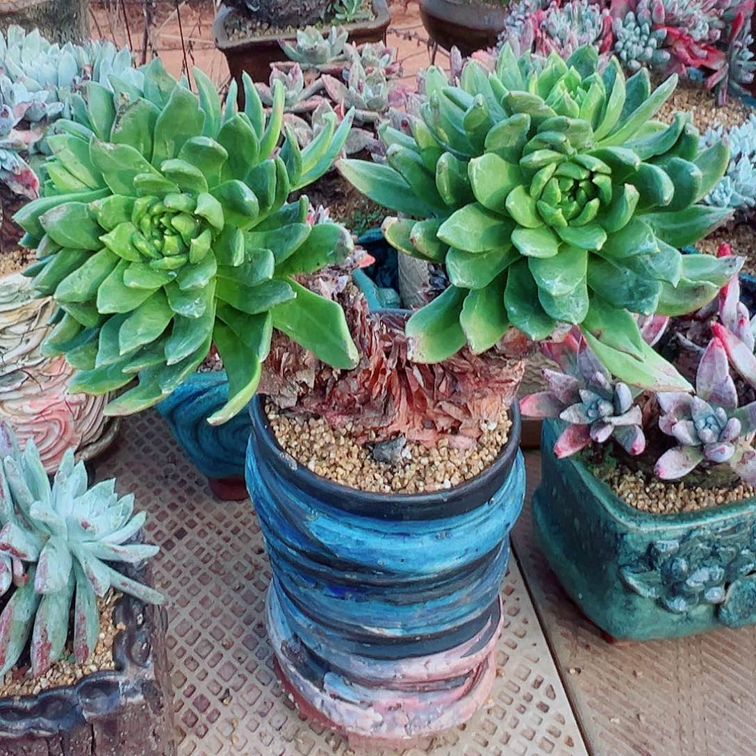 8936绿体苹果叶仙女杯