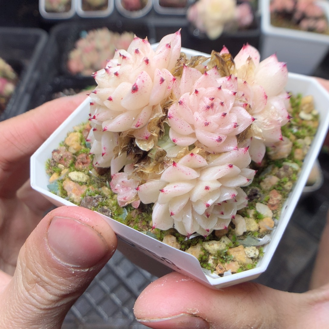 无花朵Q58。yyyyyyy