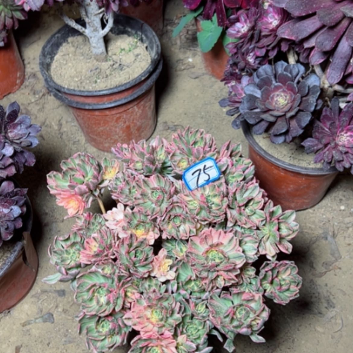 【闪购商品】多肉植物甜茶75