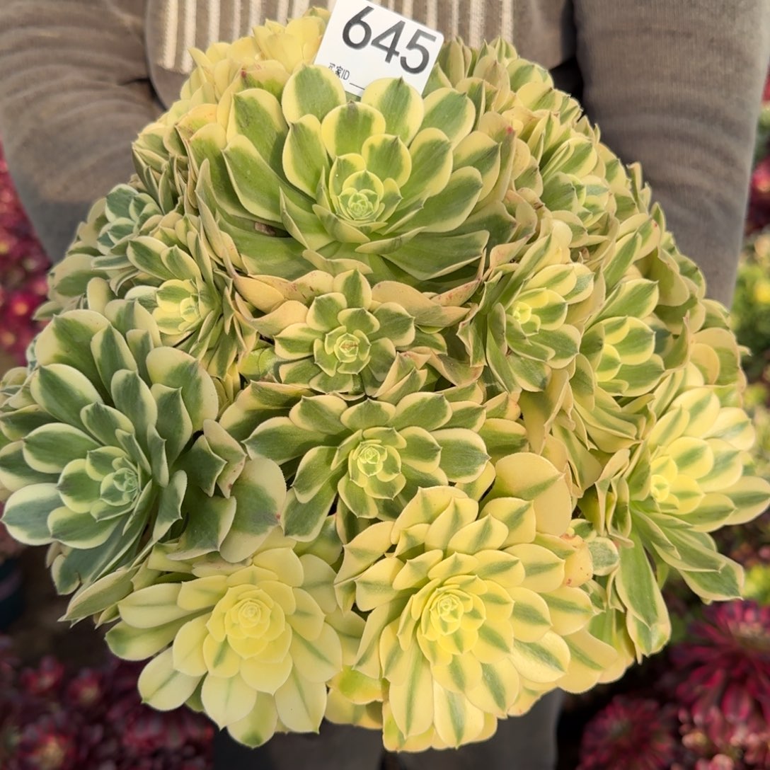 敏*娜645绿豆沙多肉植物
