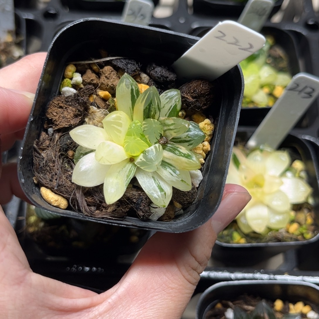 222花水晶玉露锦一物一拍