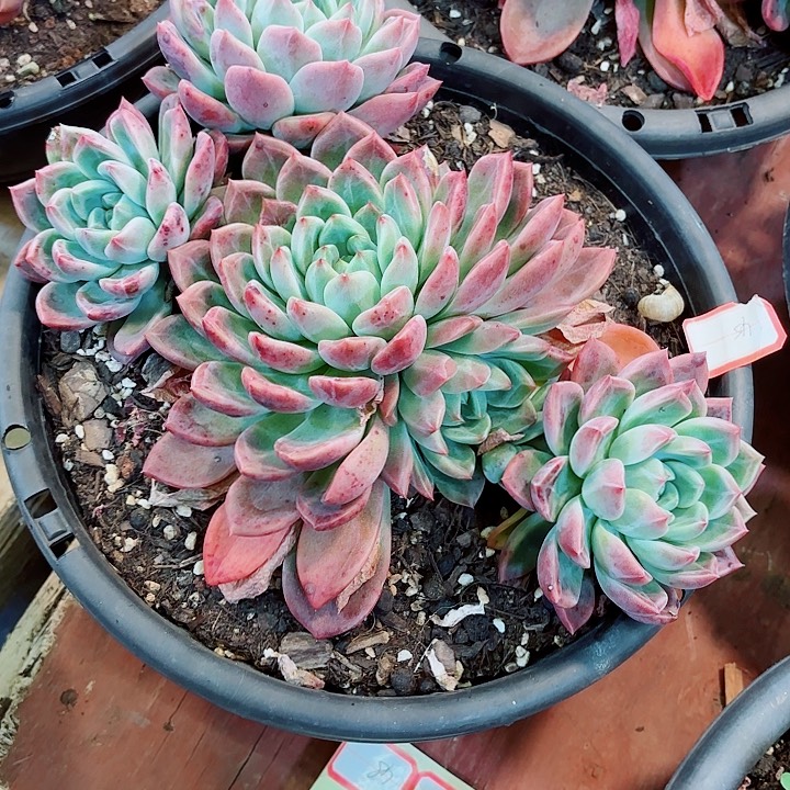 圣玛利亚大群多肉盆栽一物一拍45号