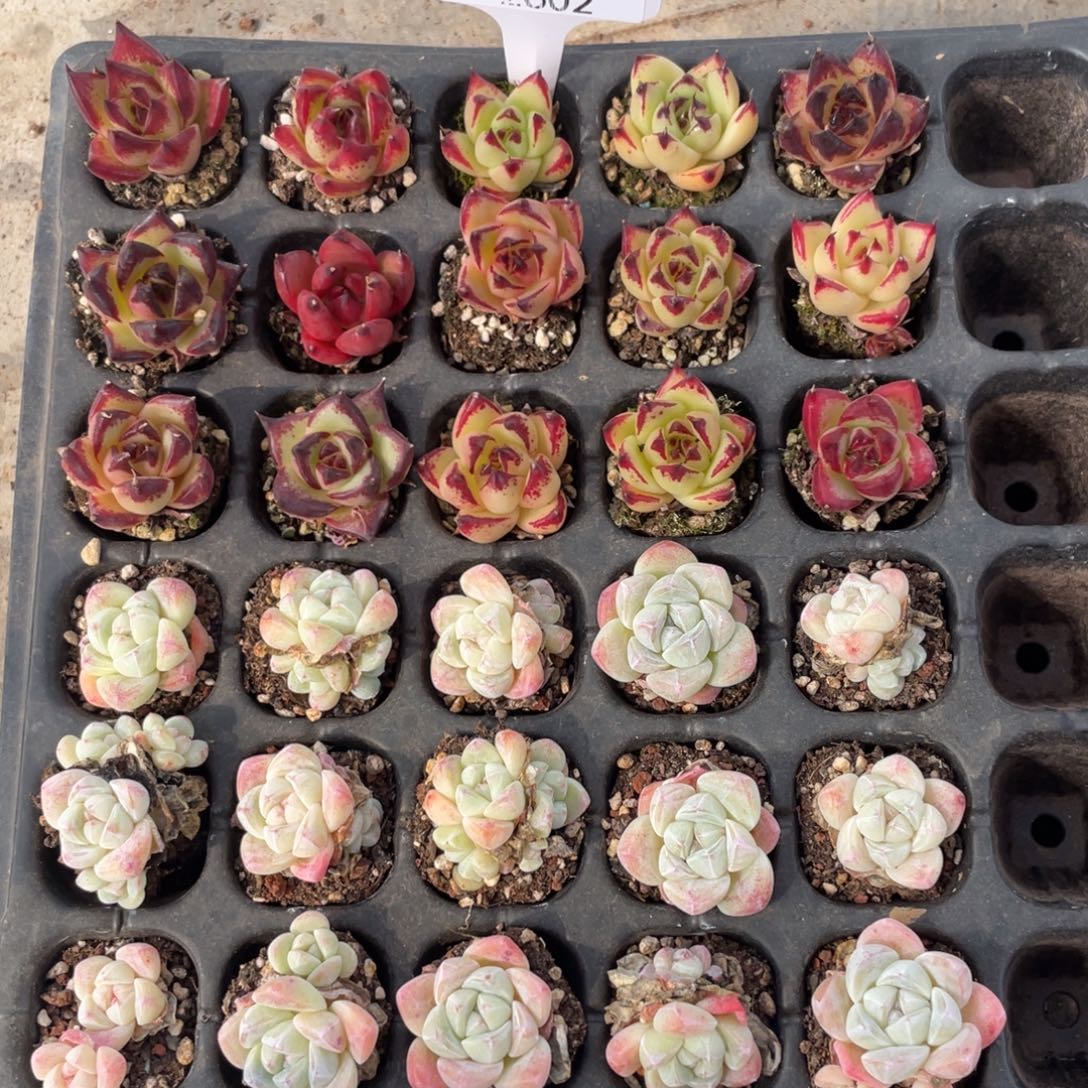 不包整散 盆子不售后2602