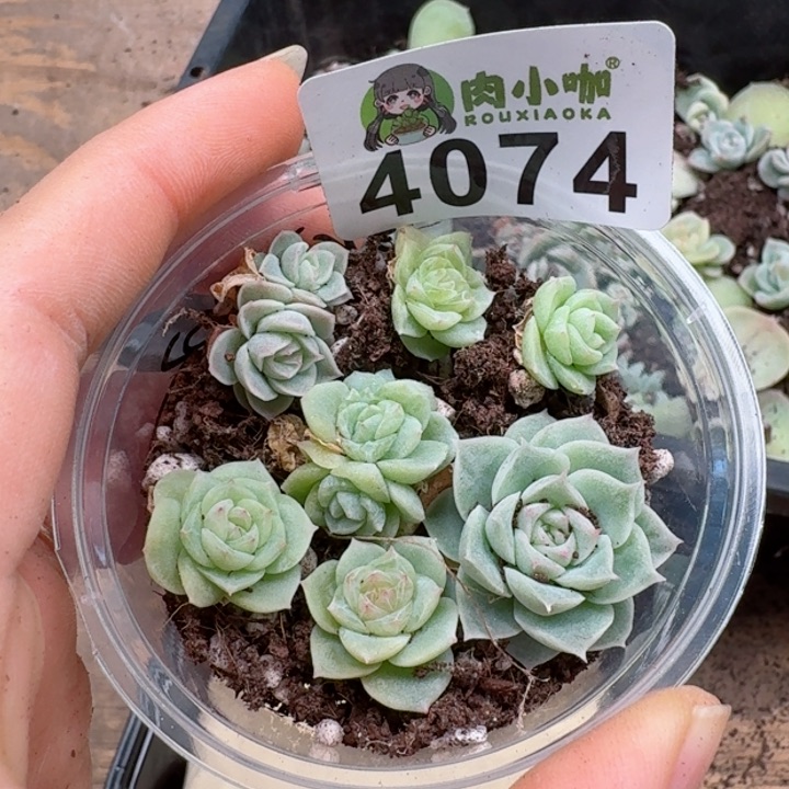 多肉植物多肉植物