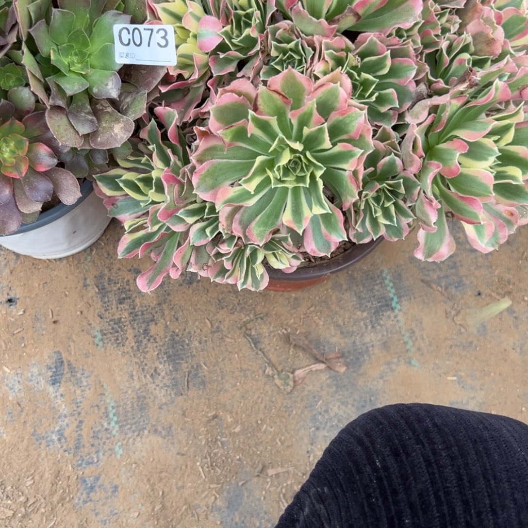 温***修073两颗组合多肉植物